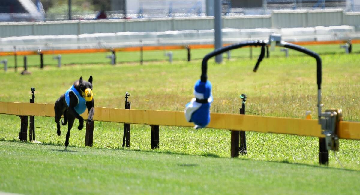 Greyhounds were back trialling at Hastings River Greyhound Club on November 3 after the reopening of the upgraded track. Picture by Paul Jobber