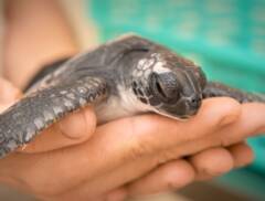 GREEN TURTLE: A Lucky little guy.