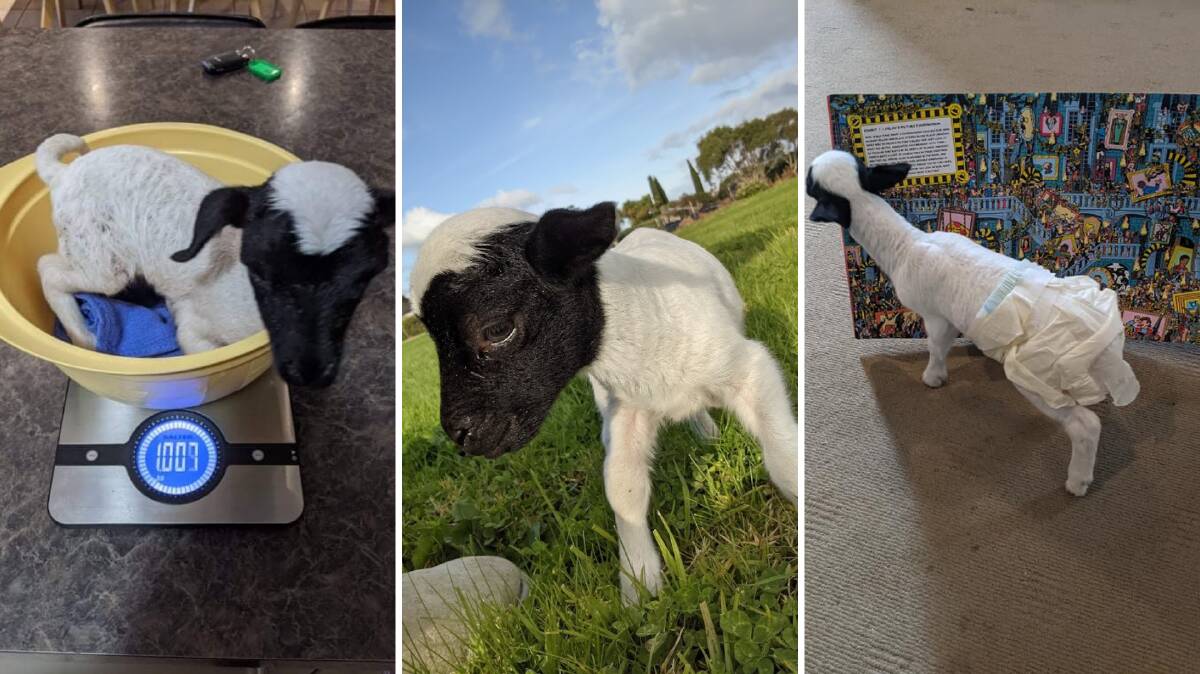 AGAINST THE ODDS: Wally the poddy lamb from Warrnambool was not expected to live beyond one night, but he has beaten the odds and he's doing just fine. Pictures: supplied.
