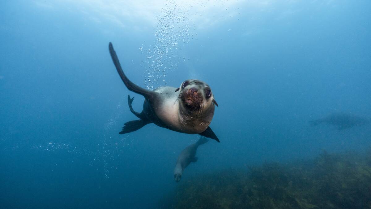 Fur seals frolic around Montague Island at Narooma. Picture: Destination NSW