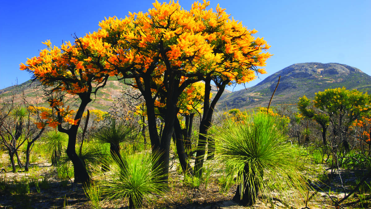 Western Australian Christmas tree (Nuytsia floribunda) and grass tree (Balga), Cape Le Grand National Park
