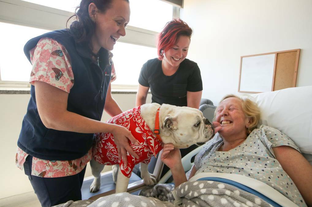 A loving lick: Patient Anna McCarthy got a kiss from George Wilson during his Friday visit while daughter Melissa Sergeant and nurse Tammy Kinlyside looked on. Photo: Adam McLean