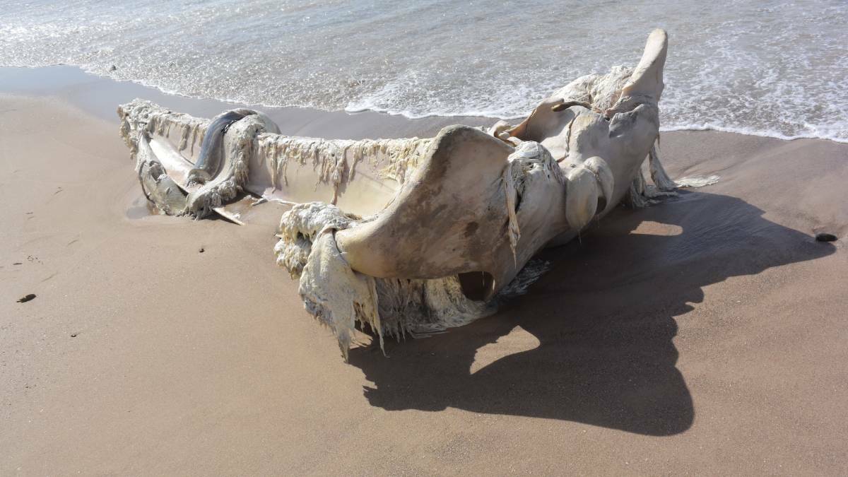 Whale carcass to be removed from popular beach