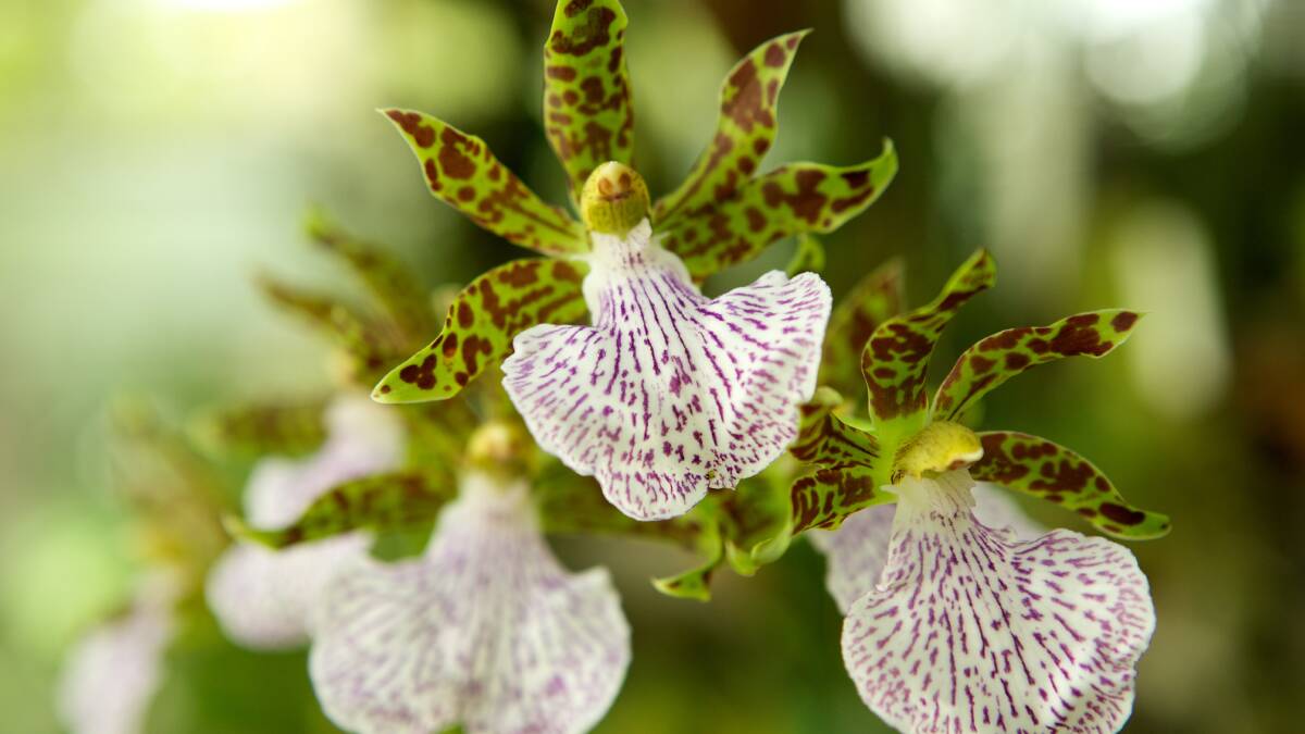 Beautiful blooms are back for autumn orchid show