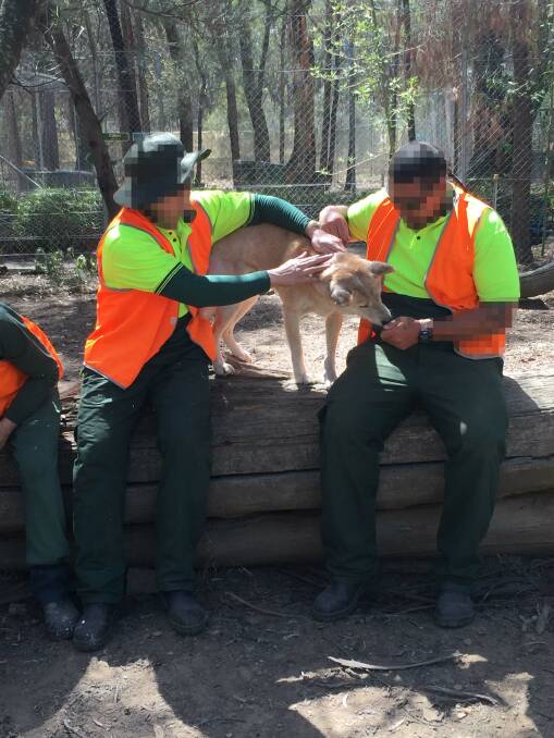Berrima Correctional Centre inmates spending time with the dingoes at the Bargo sanctuary. Photo: supplied. 