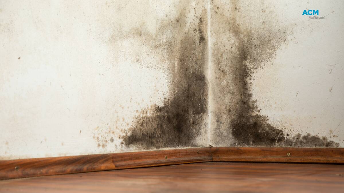Sudden mould outbreak after all this rain? You're not alone - but you are at risk