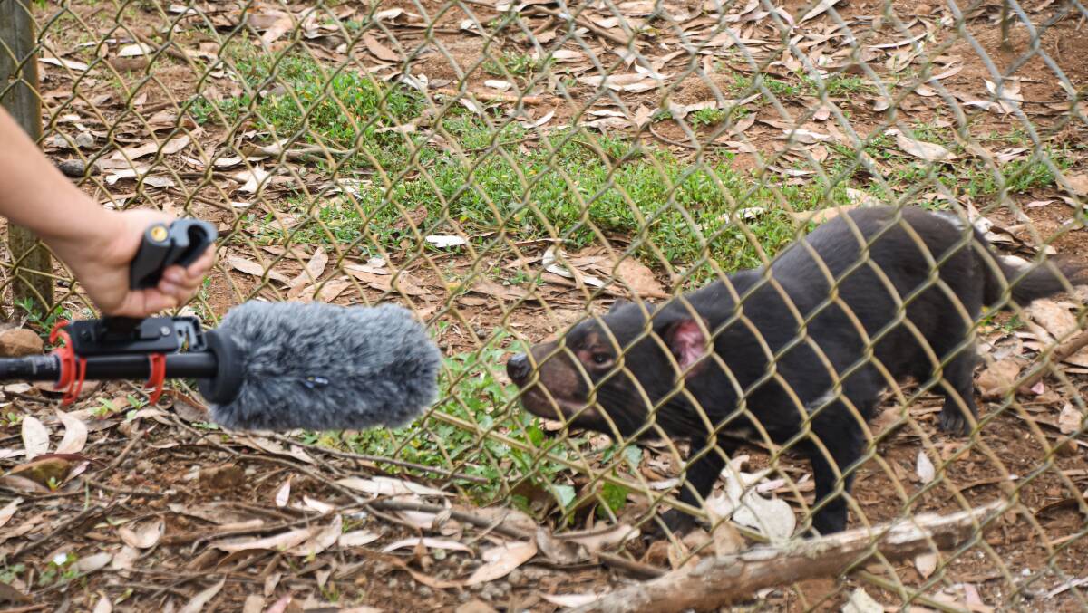 Unfortunately, the Tassie Devils did not respond to requests for comment. Picture: Simon McCarthy 