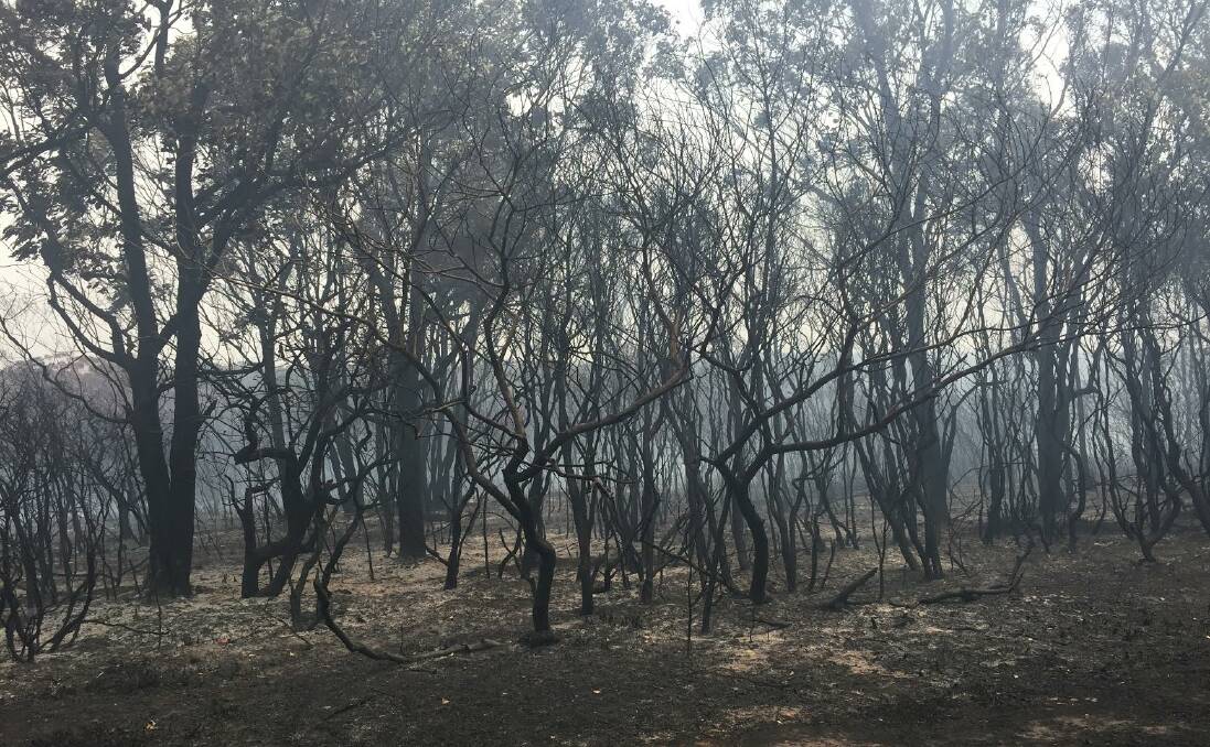 Some of the devastation from a bushfire in Lake Cathie this week. Photo: Carla Mascarenhas