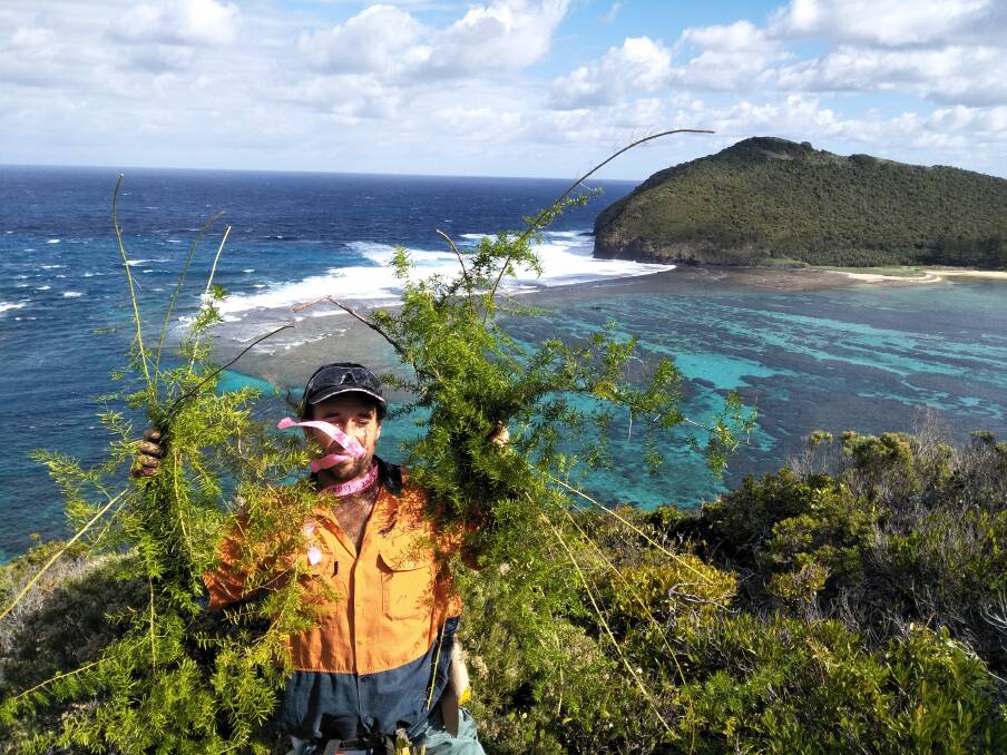 Weed alert: Wild Things Native Gardens crew member Ben Latta holding up Asparagus fern on Lord Howe Island. Photo: Kelly Benson