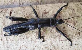 Rare: The Lord Howe island stick Insect is the world's rarest insect. Photo: Victorian Zoos