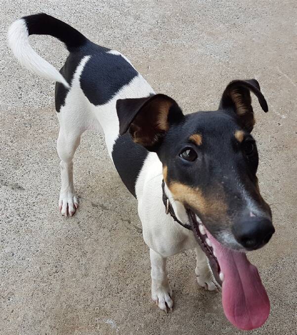 The adorable 6 month old Rocky didn't find a home during the 'Clear the Shelter' campaign in Port Macquarie.