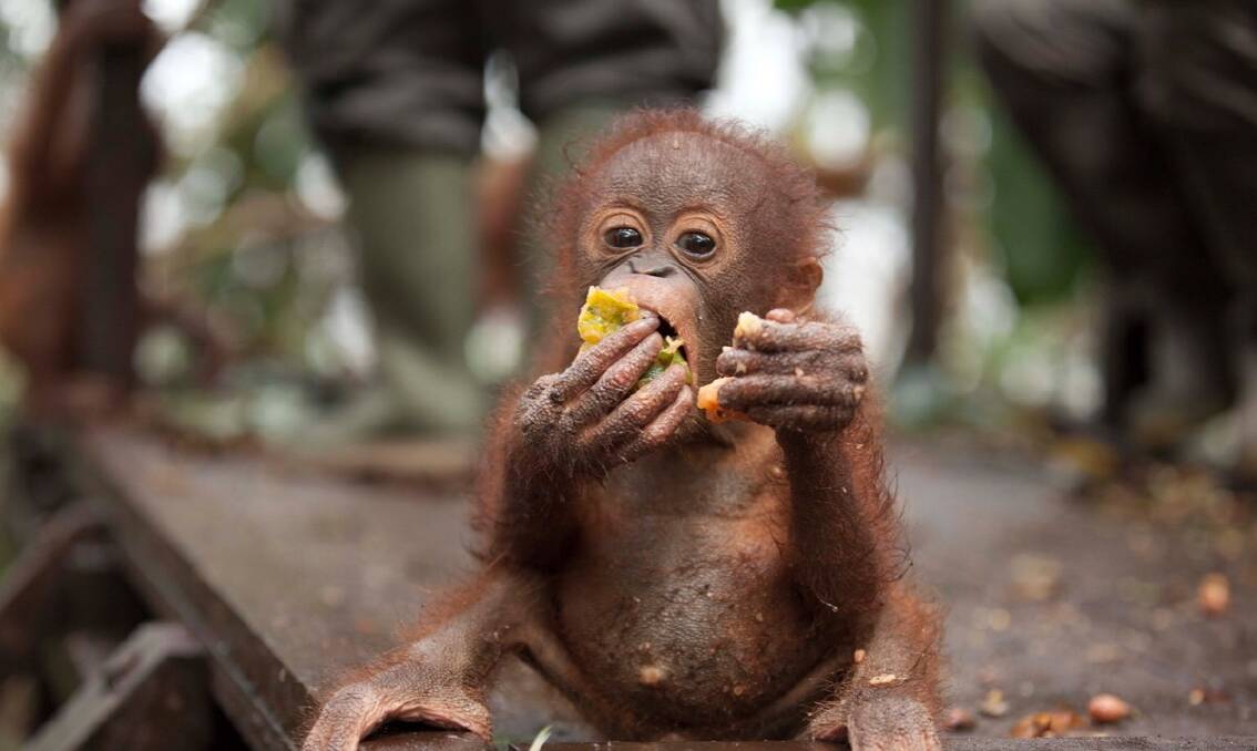 Orangutans are classified as "critically endangered". Photo: The Orangutan Project
