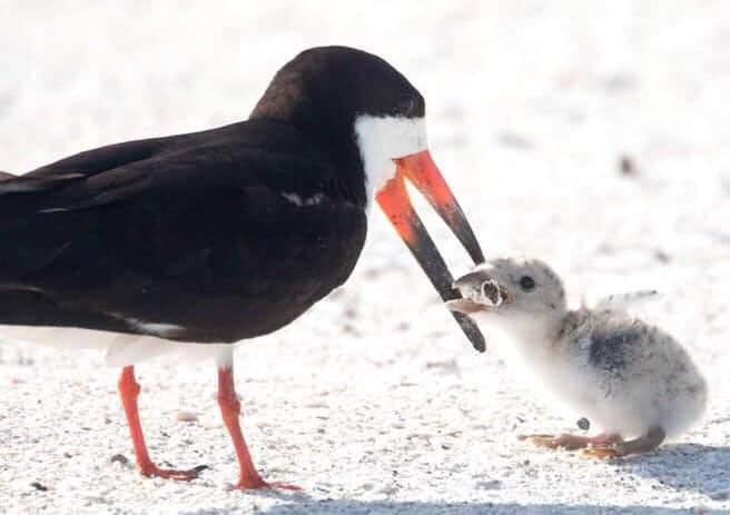 Shocking: A photo of a black skimmer bird feeding its baby a cigarette butt in Florida. Photo: Karen Mason