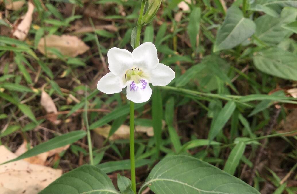 Call out: Residents are asked to inspect their property for Chinese Violet. Photo: supplied