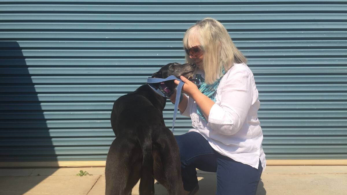 Greyhound love: Carolyn Smith with four year old Sandy who is looking for a home. 