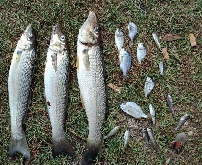 Disturbing: Dead fish were found in the vicinity of the Perch Hole, one of the estuaries associated with Lake Cathie. Photo: NSW Department of Primary Industries.