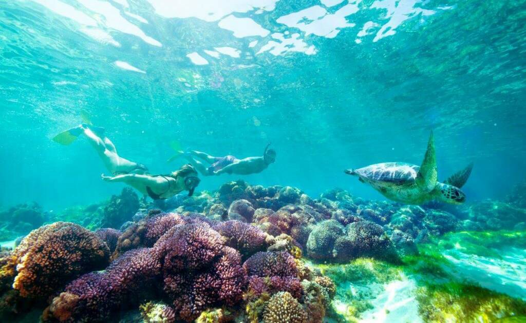 The calm water of Lord Howe Island lagoon is perfect for snorkeling. Photo: Lord Howe Island Tourism Association. 