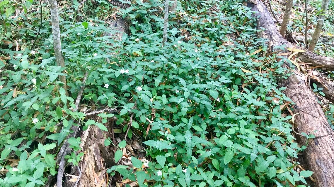 Watch out for invasive weed found on riverbank in Beechwood