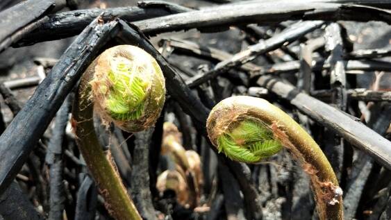New life: Ferns send up new shoots after the bushfires in January 2020. Picture: Casey Kirchhoff