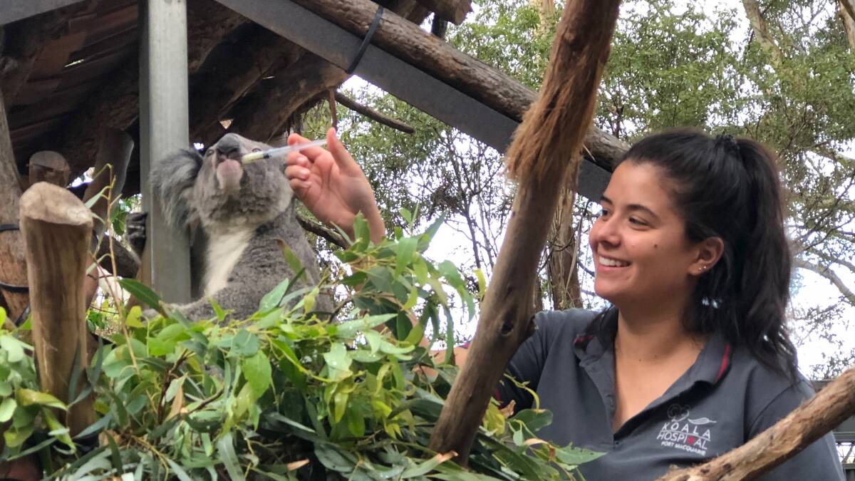 GIVING BACK: Cass Catsoulis volunteered weekly at the Koala Hospital.. Photo: supplied