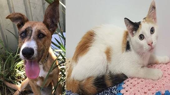 Meet Stephie and Poppy: Come along to the RSPCA shelter on Karungi Crescent, Port Macquarie to see if you would like to make one of them happy thy adopting them.