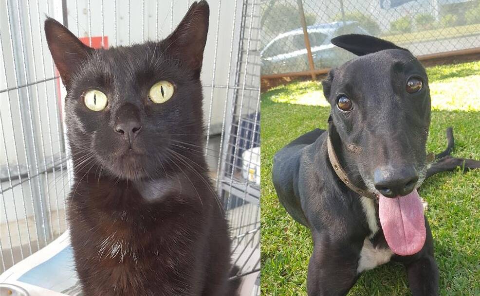 Sleek and petite: Our black coated feline and pooch Robert and Hadley are hoping for a new family to take them home.