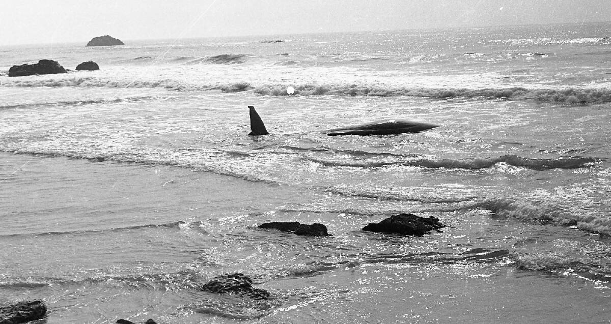 Shark bait: A 40-ton whale beached itself on the sand at Flynns Beach, attracting many sharks and causing beaches to be closed, 1971.