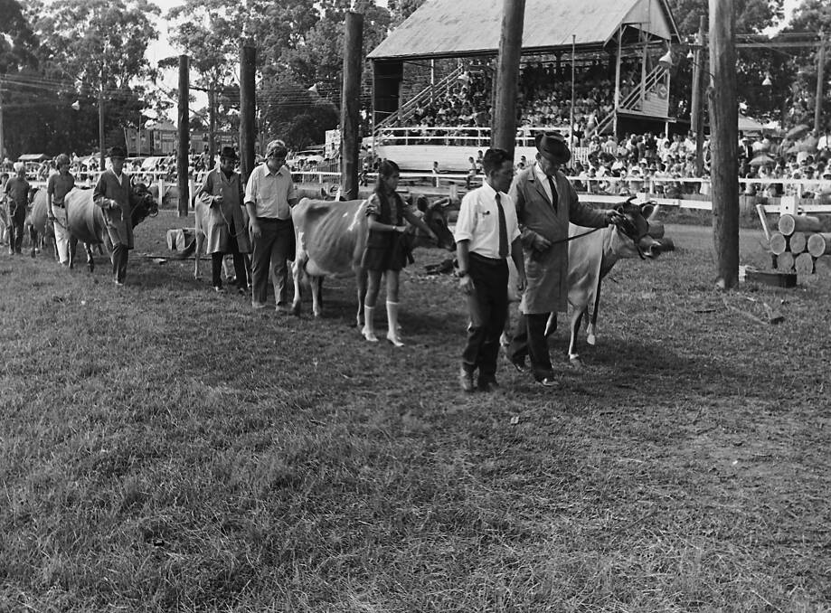 Cattle on parade at the Wauchope Show, 1972. Photos from Port Macquarie Museum archives.
