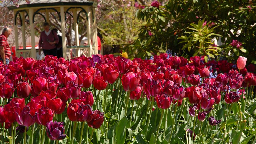 
Tulip Time: Corbett Gardens in the Southern Highlands, one of the attractions tourists flock to the region to see.