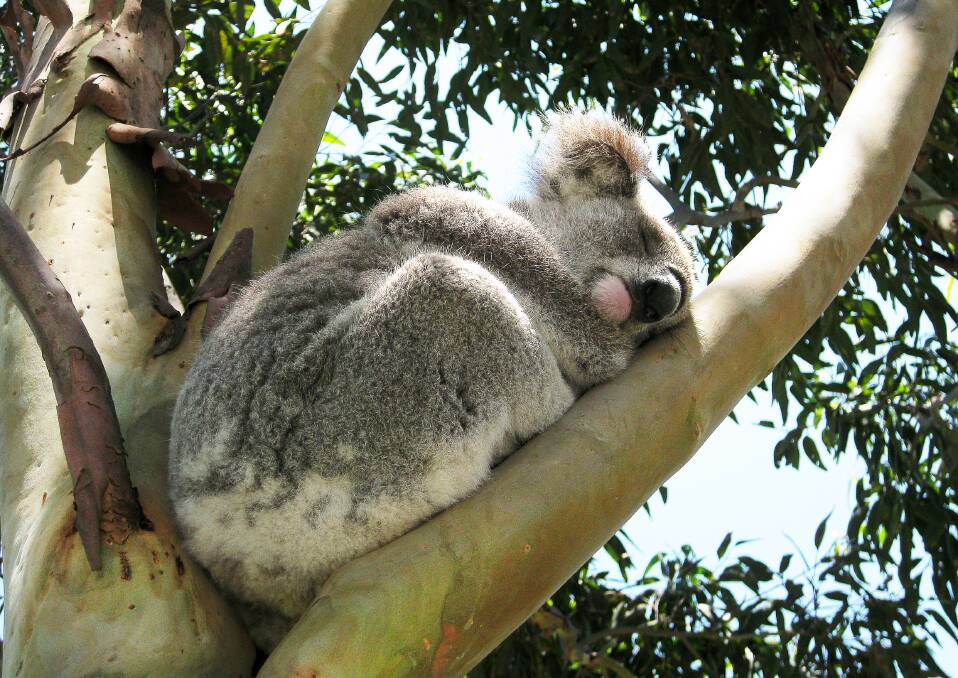 Visitor: One of the koalas that take up temporary residence in Kooloonbung Creek Nature Park.