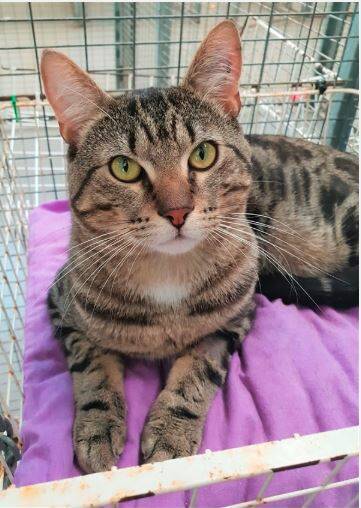 Meet Cassidy: He and his brother Butch would like to be rehomed together.