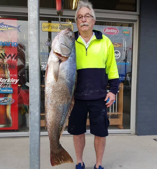 Quite a feed: Our Berkley pic of the week is of Rick Rolfe, who recently scored this terrific 23 kilo mulloway from North Beach using beach worms for bait.