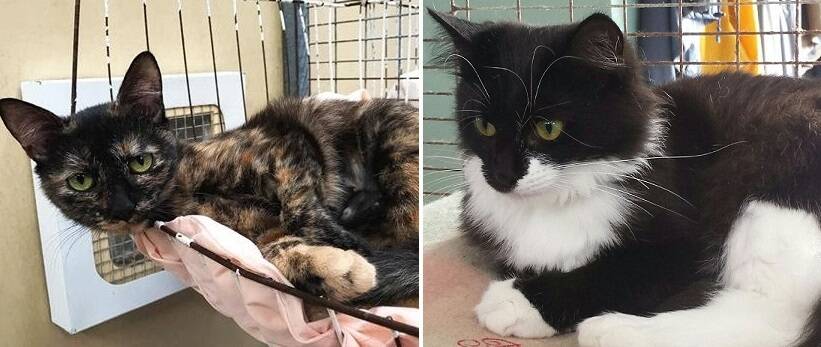 Lovable: Two one-year-old felines are in need of new homes where they can develop a lifelong relationship with a family who appreciates their nature.