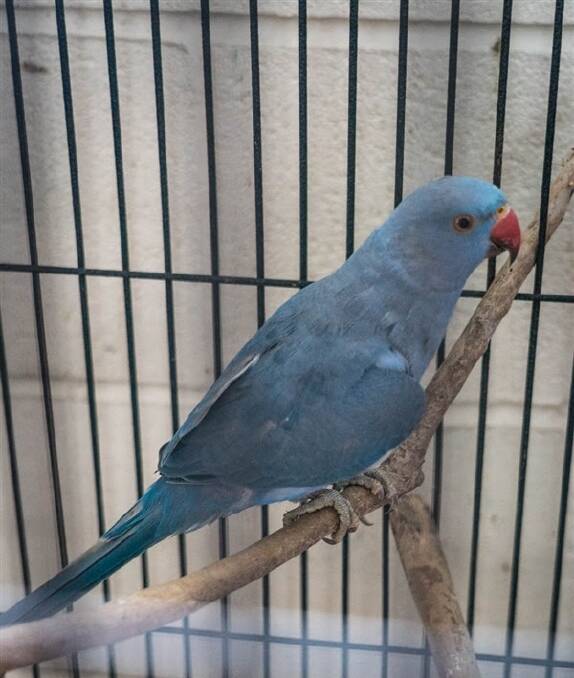 Pretty bird: This beautiful Indian ringneck has clipped wings and has been minimally handled so would suit a aviary or large cage. Photos supplied by RSPCA.