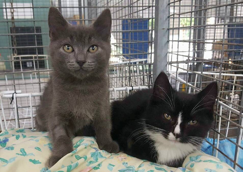 Cut kittens: Brothers Spike and Ducky would love to be re-homed together as they are a little nervous. Being around each other will help them settle more quickly. 
