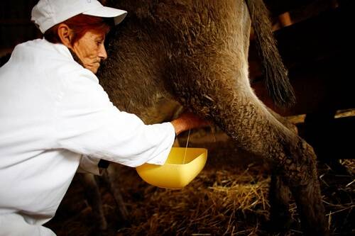 Only one way: The donkey milk used in the world's most expensive cheese is extracted manually as there are no machines made to suit.