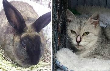 Two stunners: Arwin and Mirage are very pretty pets that would love to find new homes where they can be part of the family.
