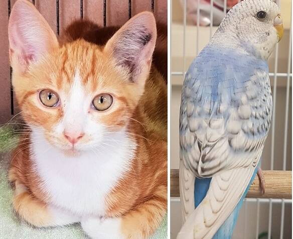 So sweet: These two are gorgeous. Our kitten doesn't yet have a name, but the beautiful blue budgie's name is Randy. See them at the RSPCA shelter.