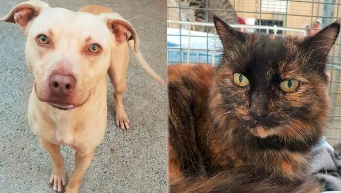 Enthusiastic staffie and two affectionate senior cats in need of love