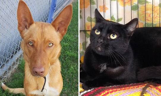 Cool dudes: On black Friday, Orion and Lucien could bring a little magic to your life. They are ready to adopt at Port Macquarie RSPCA Animal Shelter.