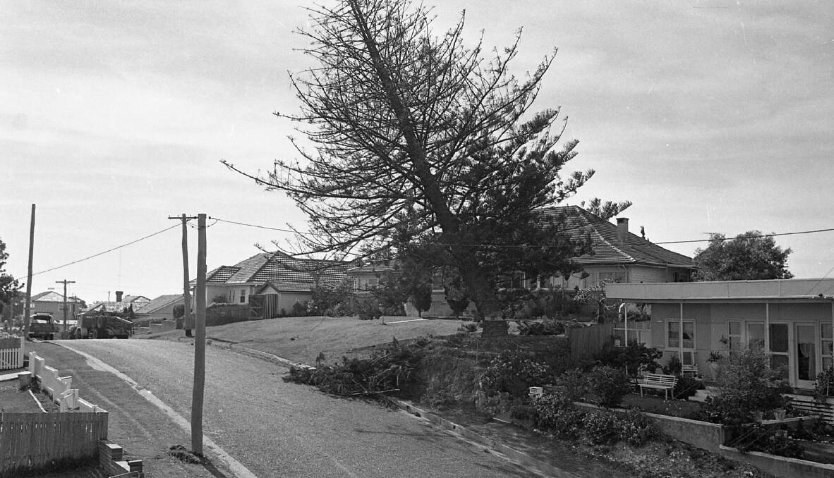Had to go: The lone pine in Arncliffe Avenue being cut down following a lightning strike, 1971.