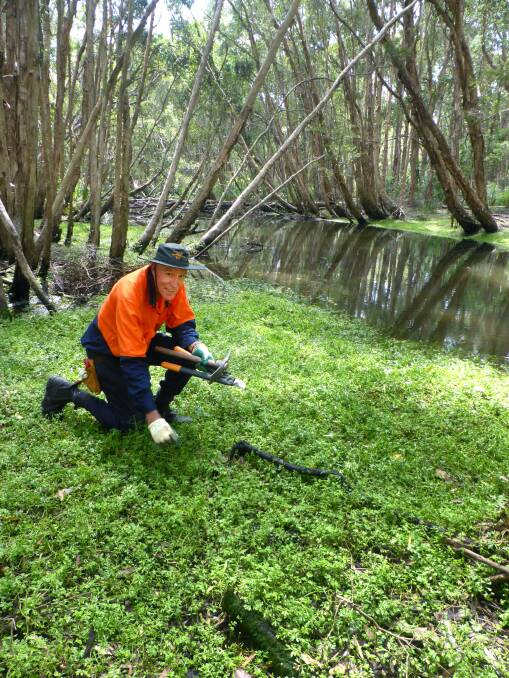 Great environment: Friends of Kooloongbung recent volunteer Les Mitchell lends a hand.