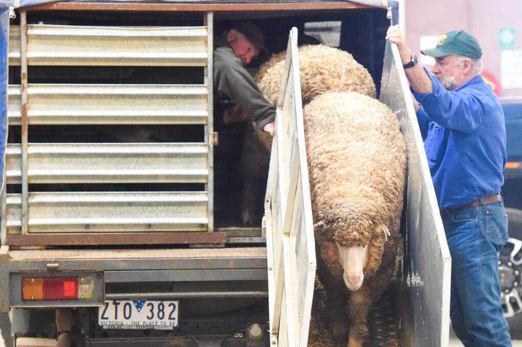 RETURNING EVENT: Sheep from every Australian state will be show at this year's Australian Sheep and Wool Show. Picture: DARREN HOWE