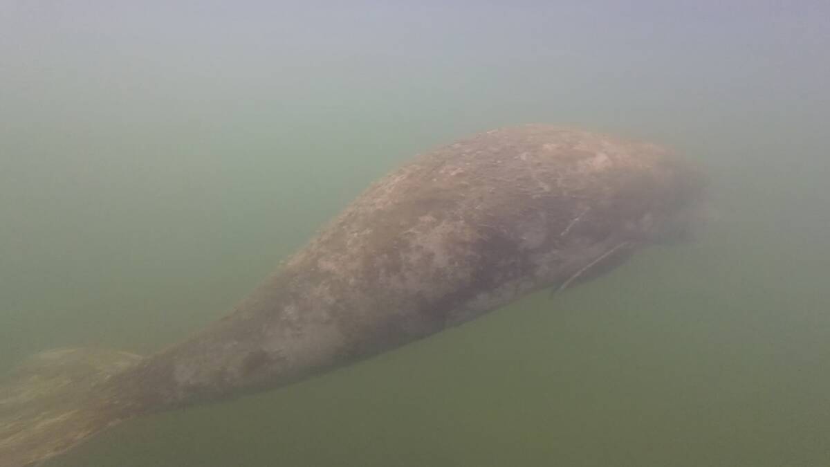 The surviving dugong is covered in a thick layer of algae.  It is estimated to be about 1.9 metres in length. Photo by Andrew Barnes from ORRCA.