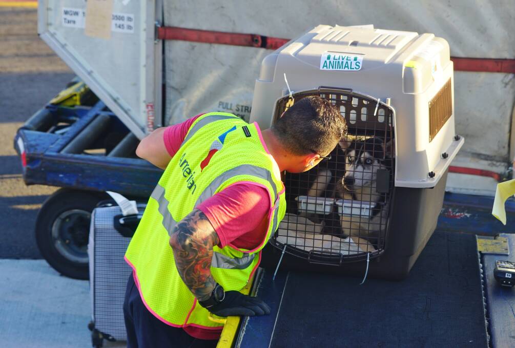 All pets should travel in an airline-approved container, and it’s best to book well in advance if you intend to travel on the same flight as your pet, as most airlines only have space for a couple of pets per flight