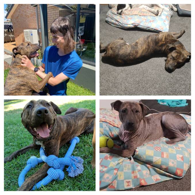 Transformation: (Clockwise from top left) Jasper today with his best friend Oliver, one of his many strange sleeping positions, a few days after arrival in care with almost no hair and a happy healthy boy shortly before adoption. 