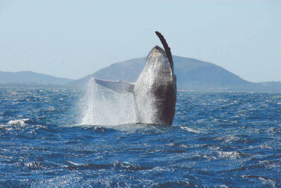 A whale breaching off Mooloolaba Beach with Sunreef Mooloolaba. Picture Visit Sunshine Coast