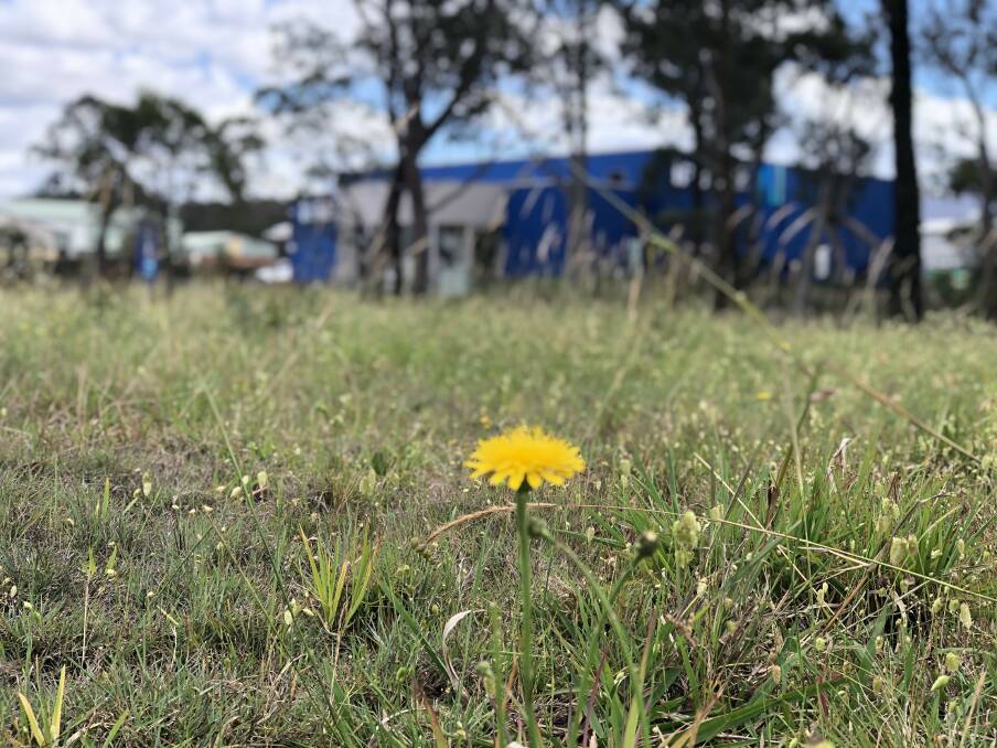 A field near Bunnings in Taree gifts weeds and sometimes, spring freesias. Elysia checks the site during visits to Taree to pick the fragrant flowers if they bloom. Photo: Ainslee Dennis.