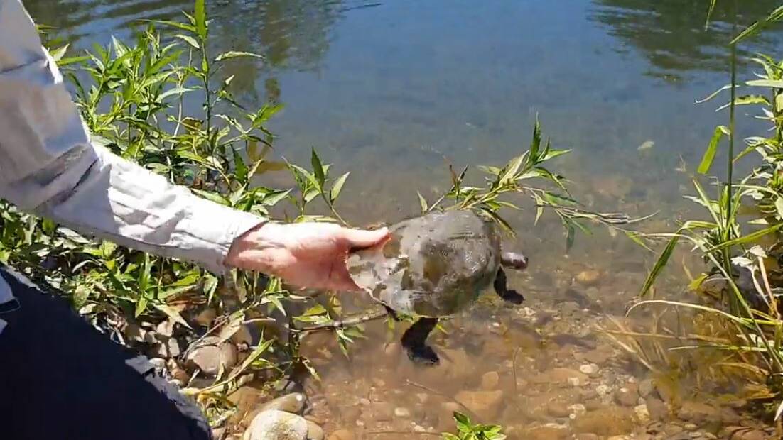 Ten Bellinger River Snapping Turtles from the captive breeding population have been released back into the river