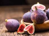 Figs are cultivated the world over.